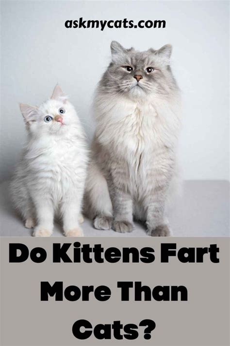 do kittens fart more than cats